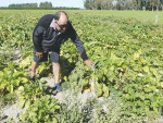 Phosphorus heads off fodder beet problems