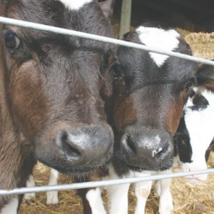 No problem in cold stored colostrum