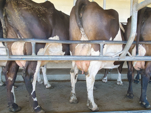 On dairy farms, around 85% of the antibiotics used are for mastitis control, including antibiotic dry cow therapy (DCT).