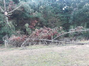 Farmer Jim Crawford says forestry debris as well as feral pigs have caused damage to his boundary fences. Photo: Supplied.