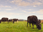Stats NZ says the increase in total goods exports was due to an increase in the value of dairy products.