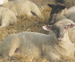 UK sheepmeat prospects high