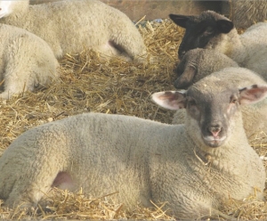 UK sheepmeat prospects high