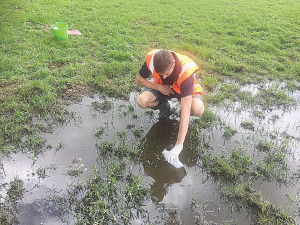 A Waikato Regional Council officer taking a sample of ponded effluent.