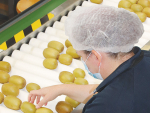 Poor quality fruit is leading to lower profits for NZ exporters this season.