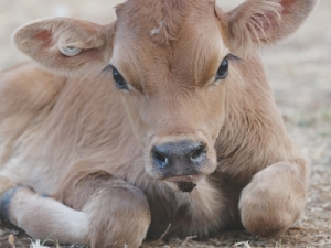 A major issue for dairy farmers is the handling of bobby calves. 