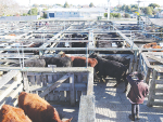 Much of the heat has come off the global beef market and returns have eased considerably.