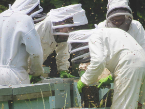 A new study will look at how to extend the life of a hive in order to help New Zealand growers.