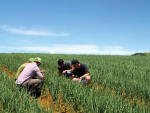 Trials undertaken near Pukekohe this past season in onions focused on seeking new crop protection products for Stemphylium leaf blight, a disease for which resistance is being actively managed.