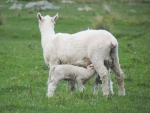 Easy lambing with lambs that grow