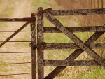 Massey University reports that leptospirosis leads to hospital admissions in 70% of cases.