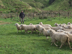 Stephan Turner moves vaccinated ewes on the family’s Piopio sheep and beef farm.