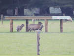 The research investigates how much shade sheep need and how farmers can work out the shelter for their specific animals and farms.