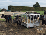 Transitioning cows showing the wearable collars which will help the farm manage a new “tactical milking” regime this season.