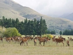 Deer gives conference time to younger generation