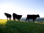 NZ’s beef cattle numbers are up 1.9% over the past year.
