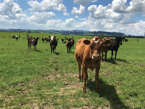 Fonterra &amp; Silver Fern Farms Launch Beef-on-Dairy Programme