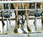 Milking bonus - fine idea raises farmers’ ire
