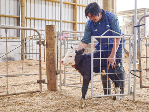 The Easy-Access Calf Pen Gate will be on display at Fieldays this week.
