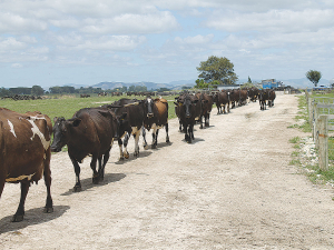 A Te Awamutu herd enjoying their StockRock race.