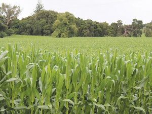 Maize crops are doing well in the North Island.