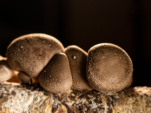 New Zealand scientists pioneer fermentation to unlock multimillion-sollar shiitake export market