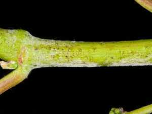 Powdery mildew on a grape stem. Photo Credit: Robert Lambert, Plant &amp; Food Research