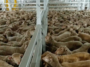 WAP says legislation is also needed against practices such as colony cages, farrowing crates, rodeo, and live export. The above image is for illustration purposes only.