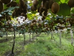 How profitable do you think the kiwifruit industry would be without a strong science and promotion budget? 