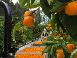 The mandarin season is now getting underway in Northland.