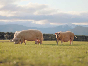 Patoa Farms in North Canterbury will donate one pig a week to supply North Canterbury&#039;s food banks and community organisations.