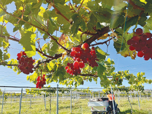 Until now table grape growing has been a very small industry in New Zealand, with just 30 hectares devoted to commercial production across the country.