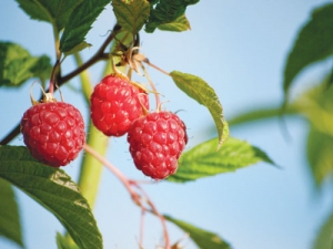 The Wakefield raspberry, bred in NZ, has now been commercialised in the US.