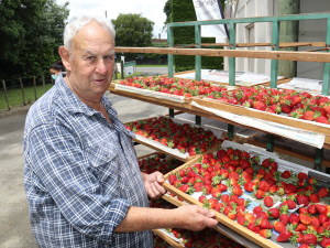Horowhenua strawberry grower Kevin Donovan drying out strawberries in late December, which had just been picked.