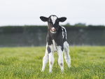 The quality of colostrum calves receive from their dams in their first 24 hours is influenced by the cow’s nutrition.