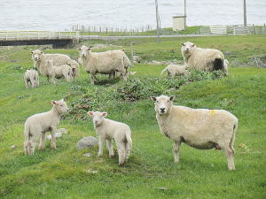Pregnancy toxaemia usually affects multiple bearing ewes in late pregnancy.