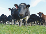 Mouldy feed threatens animal health