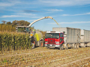 Maize silage ‘is still one of the best farm systems supplements available to Kiwi farmers’.