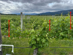 Spore-Based Spray Timing Could Cut Vineyard Costs, Emissions