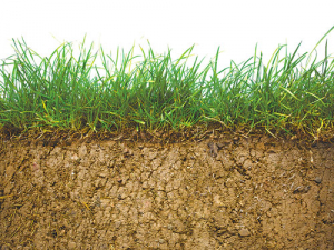 Soil in NZ can be low in selenium.