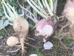 The visual differences between yellow- and white-fleshed swede varieties alerted PGG Wrightson Seeds to a mix-up in swede seed affecting many farmers. SUPPLIED/PGG WRIGHTSON