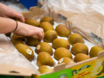 Zespri says its kiwifruit harvest from the Northern Hemisphere is set to exceed previous sales volumes.