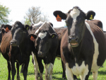 Big dairy processors lifting payout forecasts for 2015-16 is a further sign of a rebound.