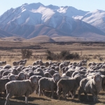 False &#039;NZ made&#039; claims for merino, alpaca