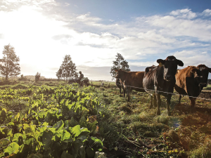 Science should be the starting point for decision making on farm.