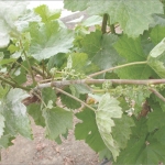 Powdery  Mildew – Early Intervention Vital