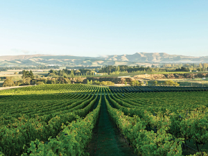 Greystone wines