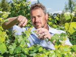 Harnessing Nature: Fast-tracking variance in Sauvignon Blanc