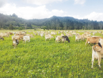 Diverse pastures, crops fit the bill in Northland