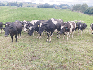 Managing body condition score is all about managing your herd&#039;s nutrition and lactation programme.
